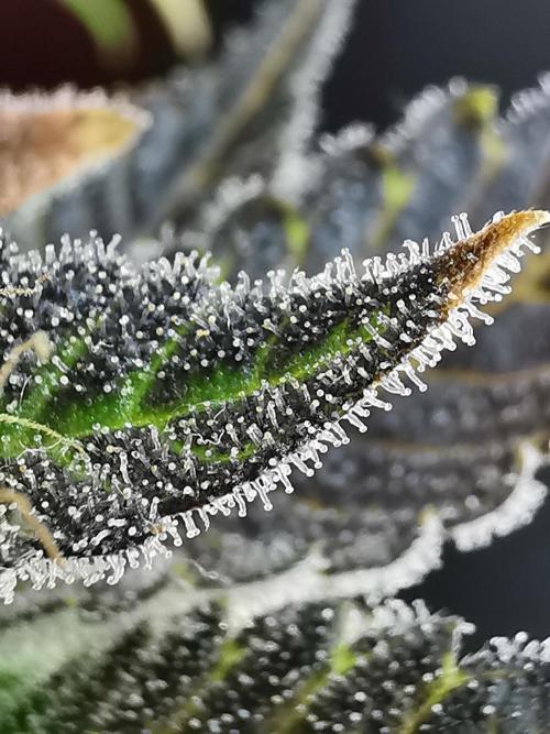 Moon Rock auto / 90x60x140 / FC-E4800. Week 10