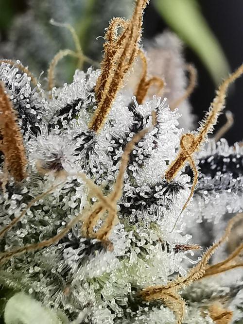 Moon Rock auto / 90x60x140 / FC-E4800. Week 10