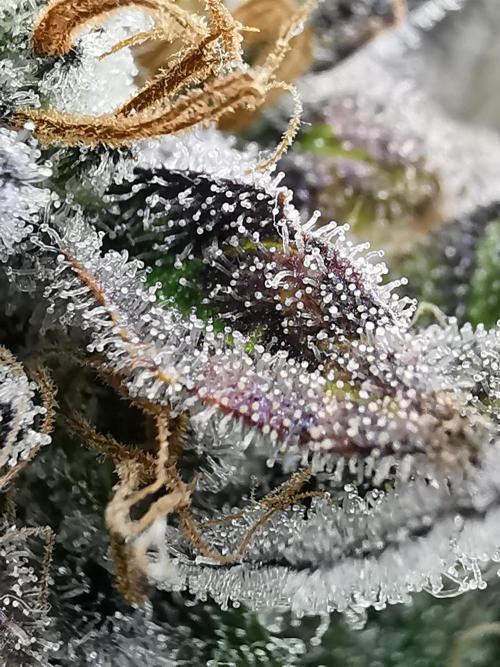 Moon Rock auto / 90x60x140 / FC-E4800. Week 10
