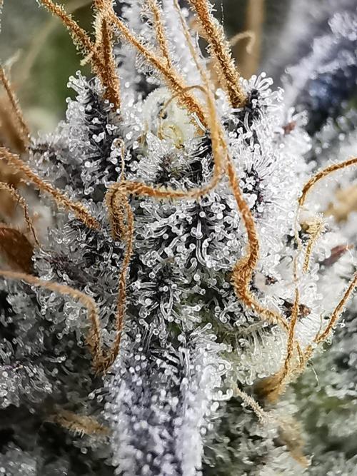 Moon Rock auto / 90x60x140 / FC-E4800. Week 10