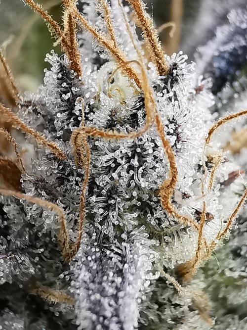 Moon Rock auto / 90x60x140 / FC-E4800. Week 10