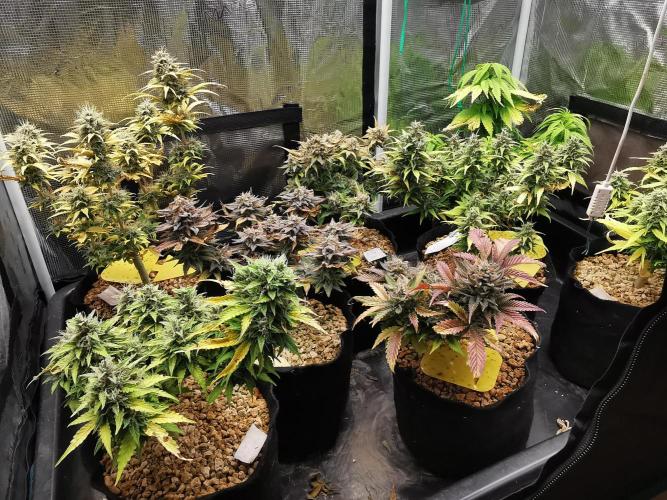 Moon Rock auto / 90x60x140 / FC-E4800. Week 10