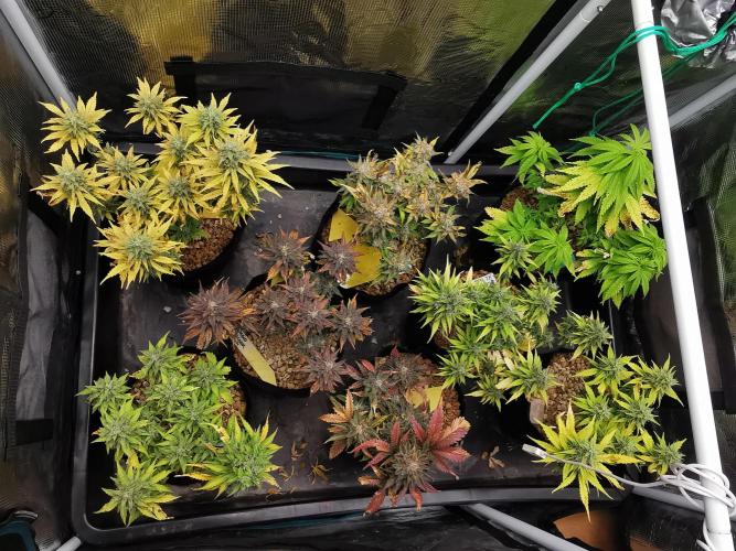Moon Rock auto / 90x60x140 / FC-E4800. Week 10