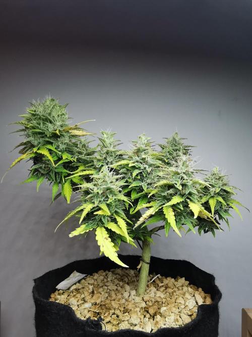 Northern Light auto/ FC-E4800/ 90x60x140. Week 10