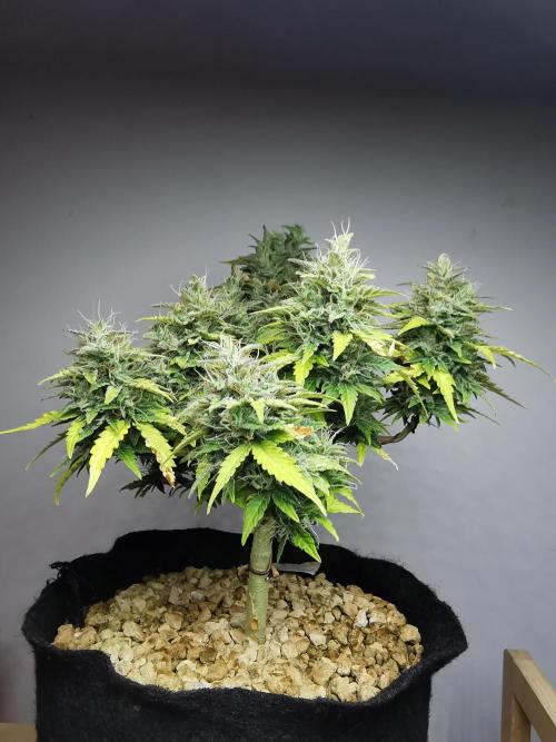 Northern Light auto/ FC-E4800/ 90x60x140. Week 10