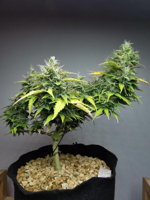 Northern Light auto/ FC-E4800/ 90x60x140. Week 10