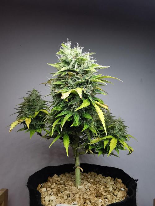 Northern Light auto/ FC-E4800/ 90x60x140. Week 10
