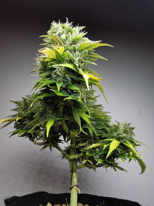 Northern Light auto/ FC-E4800/ 90x60x140. Week 10