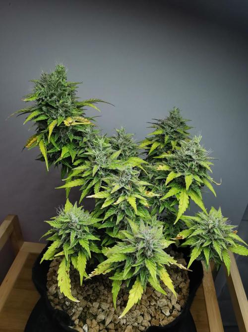 Northern Light auto/ FC-E4800/ 90x60x140. Week 10
