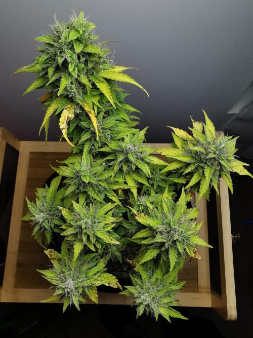 Northern Light auto/ FC-E4800/ 90x60x140. Week 10