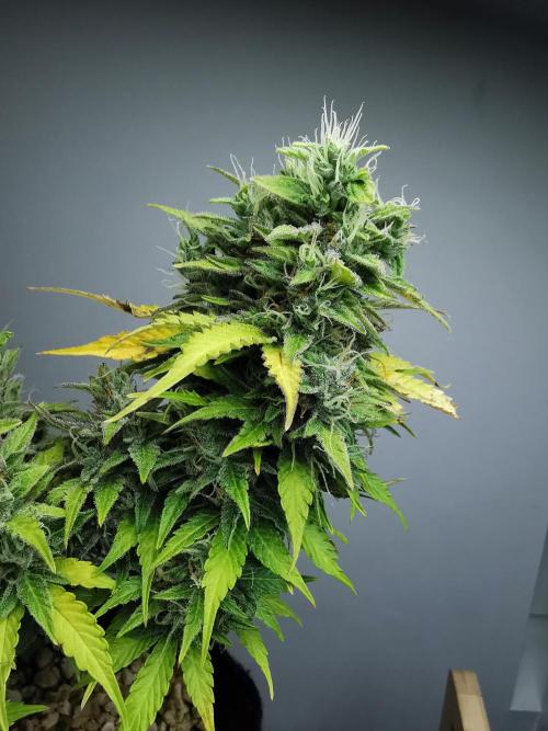Northern Light auto/ FC-E4800/ 90x60x140. Week 10