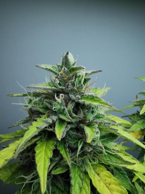 Northern Light auto/ FC-E4800/ 90x60x140. Week 10