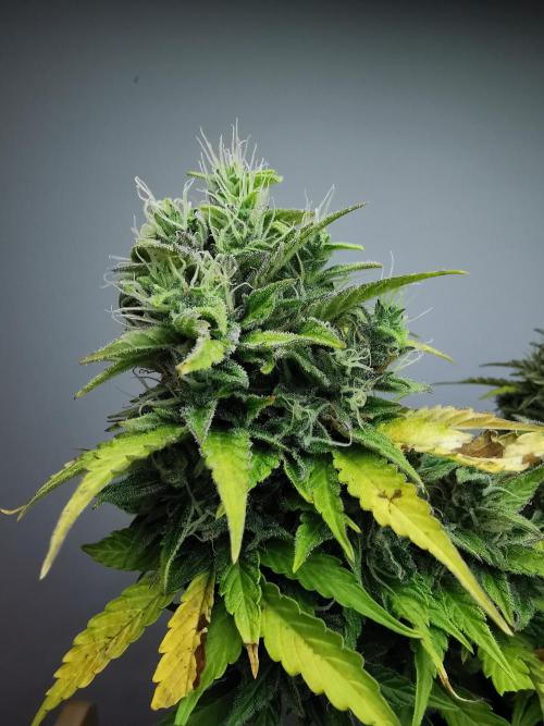 Northern Light auto/ FC-E4800/ 90x60x140. Week 10