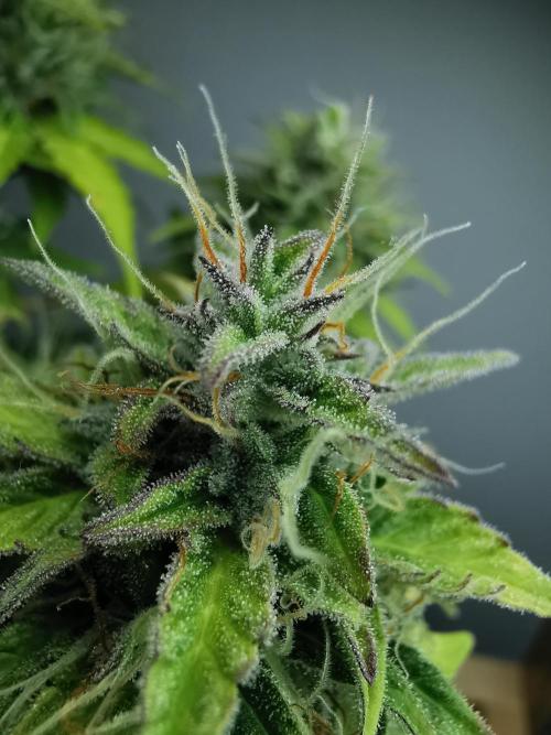 Northern Light auto/ FC-E4800/ 90x60x140. Week 10