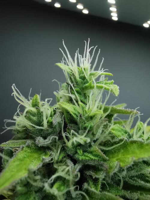 Northern Light auto/ FC-E4800/ 90x60x140. Week 10