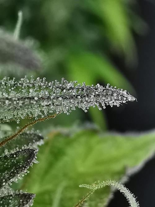 Northern Light auto/ FC-E4800/ 90x60x140. Week 10