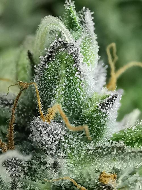 Northern Light auto/ FC-E4800/ 90x60x140. Week 10