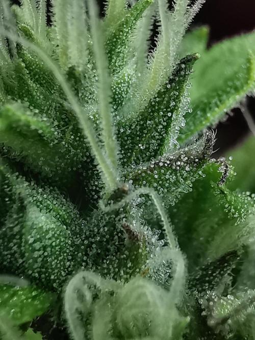 Northern Light auto/ FC-E4800/ 90x60x140. Week 10