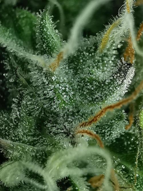 Northern Light auto/ FC-E4800/ 90x60x140. Week 10
