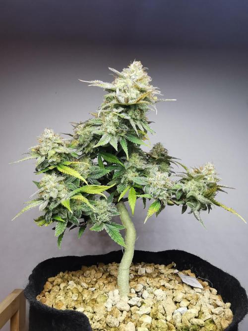 Fractal auto / FC-E4800 / 90x60x140. Week 10