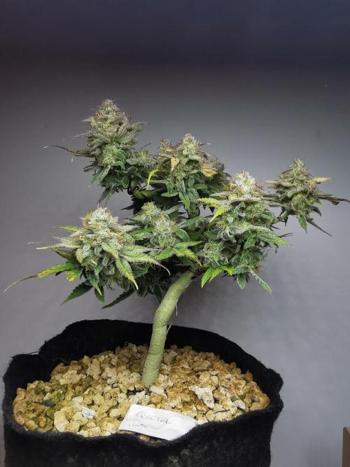 Fractal auto / FC-E4800 / 90x60x140. Week 10