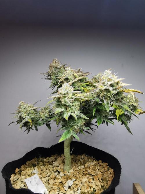 Fractal auto / FC-E4800 / 90x60x140. Week 10
