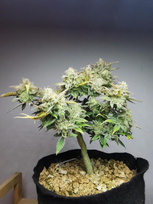 Fractal auto / FC-E4800 / 90x60x140. Week 10