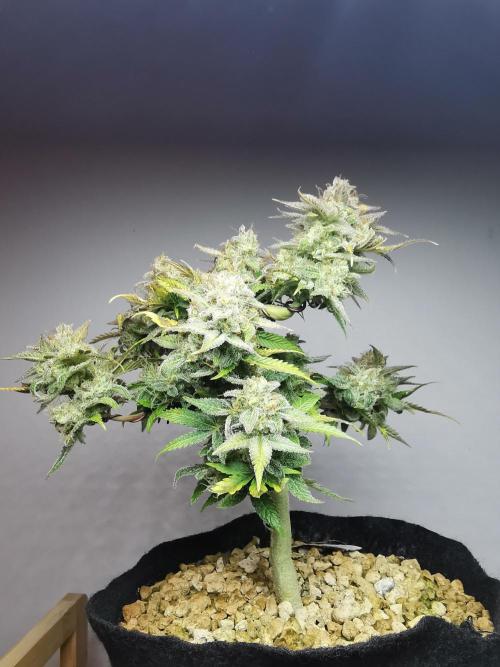 Fractal auto / FC-E4800 / 90x60x140. Week 10