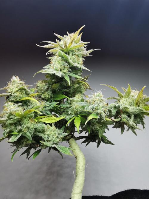 Fractal auto / FC-E4800 / 90x60x140. Week 10