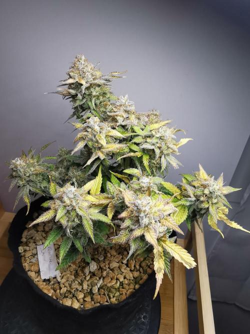 Fractal auto / FC-E4800 / 90x60x140. Week 10