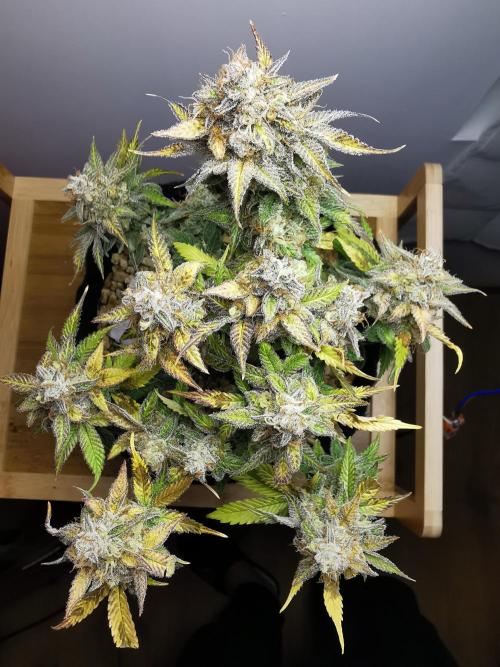 Fractal auto / FC-E4800 / 90x60x140. Week 10
