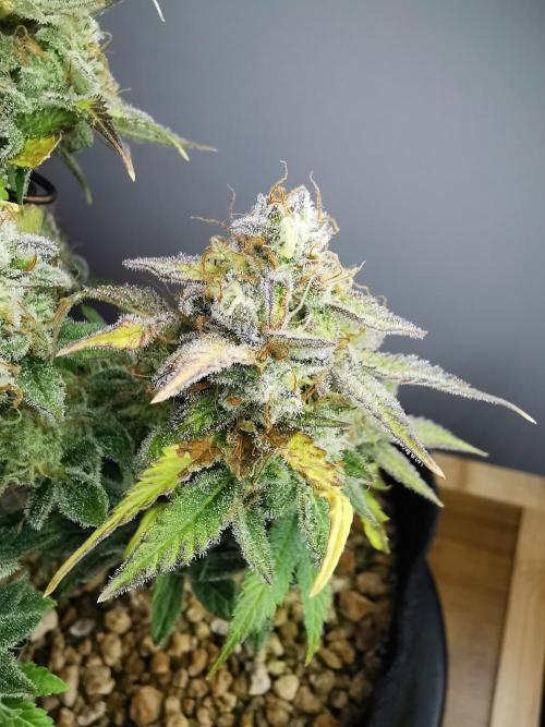 Fractal auto / FC-E4800 / 90x60x140. Week 10