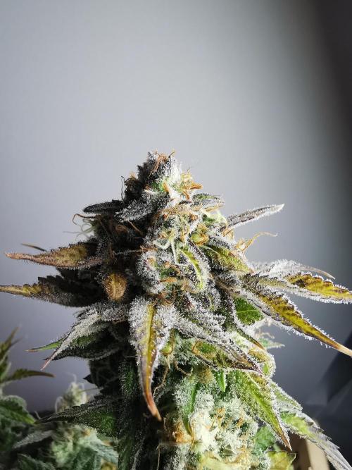 Fractal auto / FC-E4800 / 90x60x140. Week 10