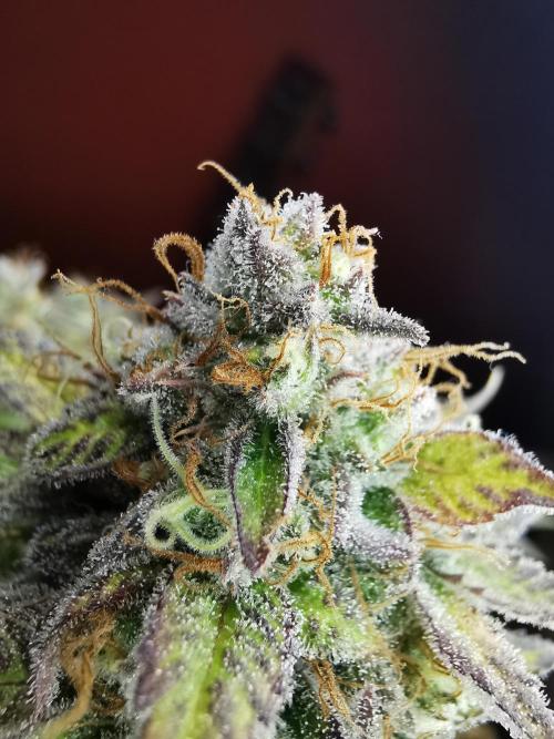 Fractal auto / FC-E4800 / 90x60x140. Week 10