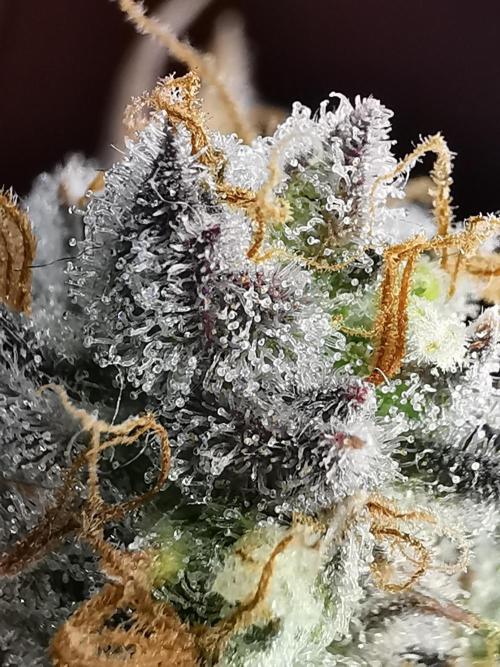 Fractal auto / FC-E4800 / 90x60x140. Week 10