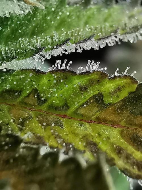 Fractal auto / FC-E4800 / 90x60x140. Week 10
