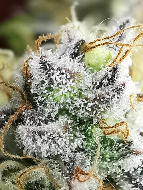 Fractal auto / FC-E4800 / 90x60x140. Week 10