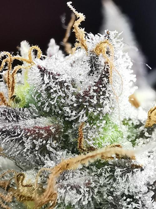 Fractal auto / FC-E4800 / 90x60x140. Week 10