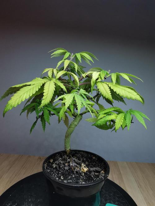 Tropical Spritzer 1 /FC-E4800 /90x60x140. Week 8