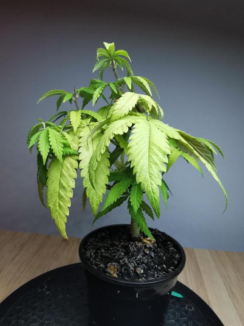 Tropical Spritzer 1 /FC-E4800 /90x60x140. Week 8