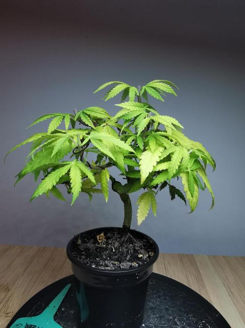 Tropical Spritzer 1 /FC-E4800 /90x60x140. Week 8