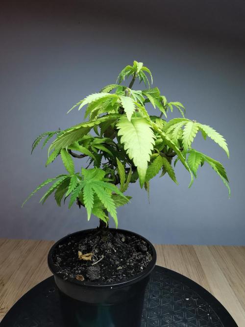 Tropical Spritzer 1 /FC-E4800 /90x60x140. Week 8
