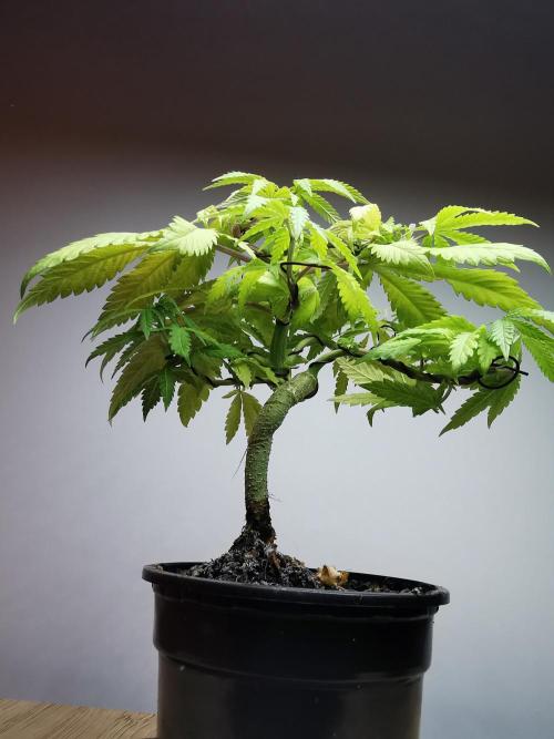 Tropical Spritzer 1 /FC-E4800 /90x60x140. Week 8