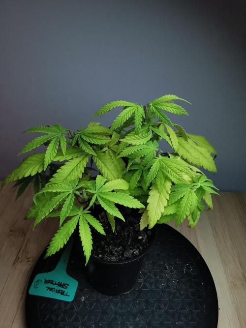 Tropical Spritzer 1 /FC-E4800 /90x60x140. Week 8