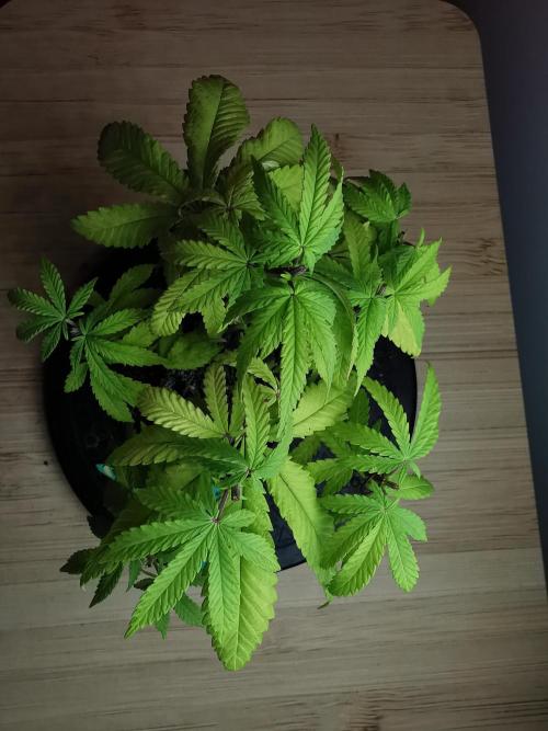 Tropical Spritzer 1 /FC-E4800 /90x60x140. Week 8