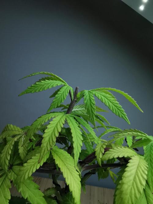 Tropical Spritzer 1 /FC-E4800 /90x60x140. Week 8