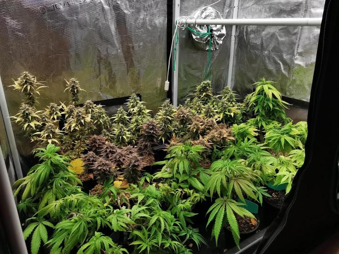 Tropical Spritzer 1 /FC-E4800 /90x60x140. Week 8