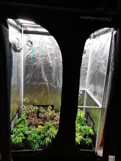 Tropical Spritzer 1 /FC-E4800 /90x60x140. Week 8