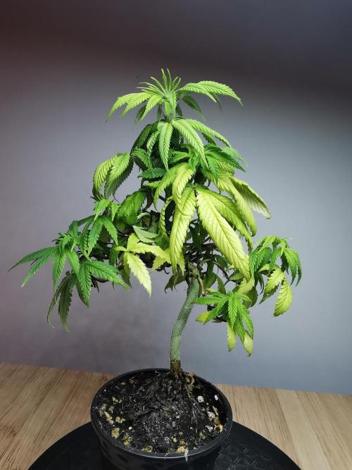 Frappe Late Z  1 / FC-E4800 / 90x60x140. Week 8