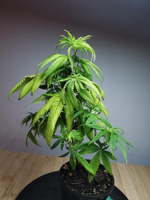 Frappe Late Z  1 / FC-E4800 / 90x60x140. Week 8